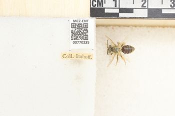 Media type: image;   Entomology 770235 Aspect: Labels